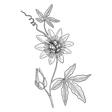vector drawing passiflora