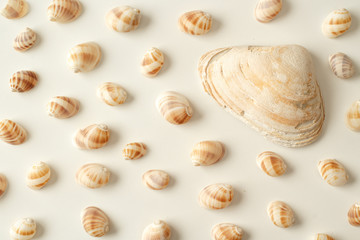 Seashell collection on white in warm natural light