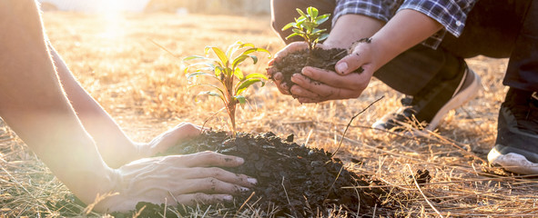 Hand of people helping plant the seedlings tree to preserve natural environment while working save...