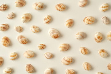 Seashell collection on white in warm natural light