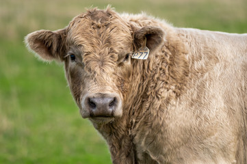 murray grey and Angus cattle grazing on pasture..