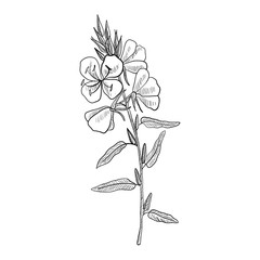 vector drawing evening primrose