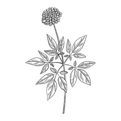 vector drawing ginseng plant