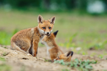 Naklejka na ściany i meble Young Red fox. Sweet fox sibling discovering the countryside.