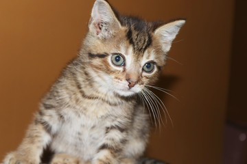 FLUFFY BROWN STRIPED TABBY KITTEN