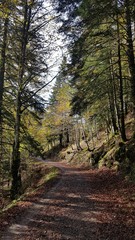 camino otoñal en la selva de Irati