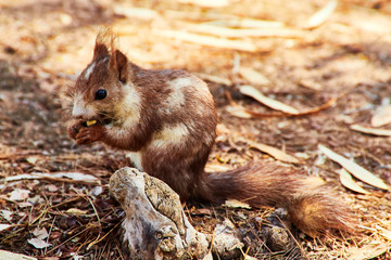 ardilla comiendo