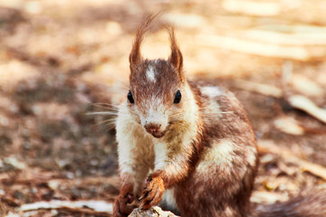 Obraz premium ardilla mirando fijamente 