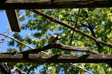 a small bird on a branch