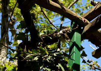 a small bird on a branch