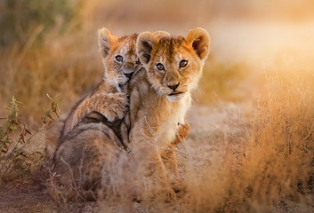 Fototapeta lion cubs playing in the savannah obraz