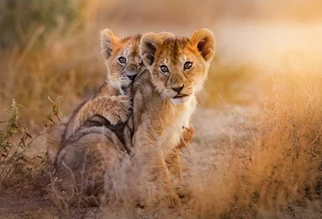 Fotobehang Beige leeuwenwelpen spelen in de savanne