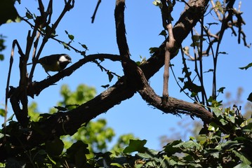 a small bird on a branch