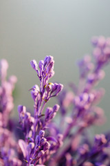Violet flowers, lavender close-up in summer with blur background