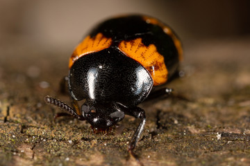 Fungus beetle