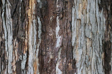 tree bark texture background