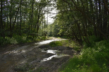 Fototapeta premium Ścieżka rzeczna w lesie