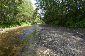 Fototapeta premium road along water in the woods