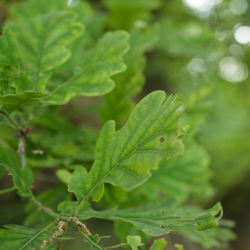 Sch&ouml;nes Eichenblatt, angefressen im Sommer