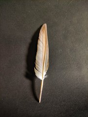 feather with background