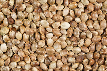 Heap of unpeeled cannabis seeds, view from above, closeup macro detail