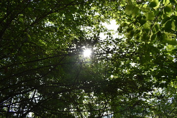 Fototapeta premium sun shining through branches