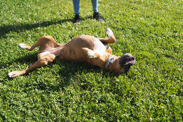 Boxer dog lying face up on a lawn