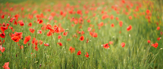 Obraz premium Red wild poppies growing in green unripe wheat field, shallow depth of field photo