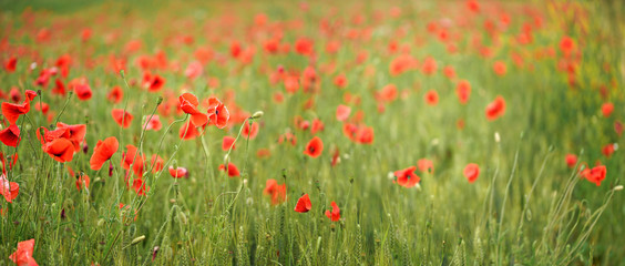Red wild poppies growing in green unripe wheat field, shallow depth of field photo