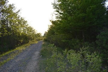 Fototapeta premium road through the forest