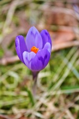 Purple spring flower in bloom