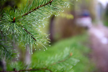 Raindrops on a spruce branch-close-up. Rainy weather.