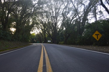 Fototapeta premium asphalt road among the trees