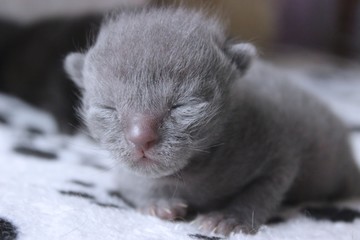 ADORABLE GRAY SHORT HAIRED KITTEN