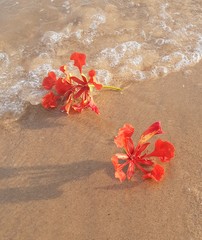 flowers and sea 4
