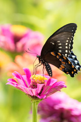 Swallowtail Butterfly and Colorful Pink Flowers of Summer