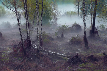 A gloomy, sad day in a foggy forest in autumn, a depressed mood