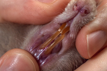 Yellow rat teeth. rodent incisors close-up. Selective focus.