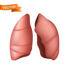 Realistic human lungs anatomical body part. Vector illustration of respiratory system internal organ isolated on white background. Can be used in pneumonia, asthma or cancer graphic design concept