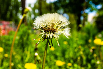 Yellow dandelion flower with green grass