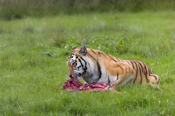 Fototapeta na wymiar Endangered Amur tiger with prey