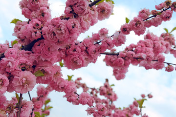 Close up delicate red flowers of Chaenomeles japonica shrub, commonly known as Japanese quince or Maule's quince in a sunny spring garden, beautiful Japanese blossoms floral background, sakura