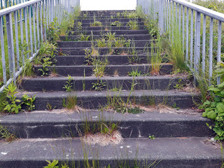 Stare schody obrośnięte trawą. - obrazy, fototapety, plakaty