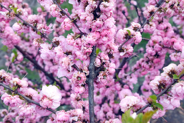 Close up delicate red flowers of Chaenomeles japonica shrub, commonly known as Japanese quince or Maule's quince in a sunny spring garden, beautiful Japanese blossoms floral background, sakura