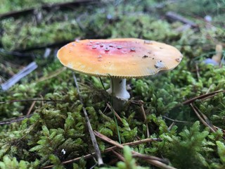 mushrooms in the forest
