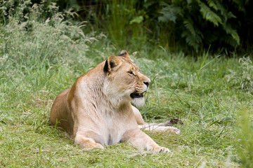 Alert female African lioness