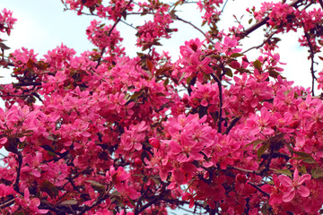 Close up delicate red flowers of Chaenomeles japonica shrub, commonly known as Japanese quince or Maule's quince in a sunny spring garden, beautiful Japanese blossoms floral background, sakura