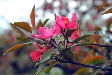 Close up delicate red flowers of Chaenomeles japonica shrub, commonly known as Japanese quince or Maule's quince in a sunny spring garden, beautiful Japanese blossoms floral background, sakura