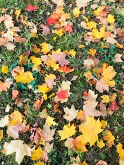 autumn leaves background