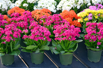 Pots of colorful begonias